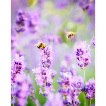 Natural Lavender Flower